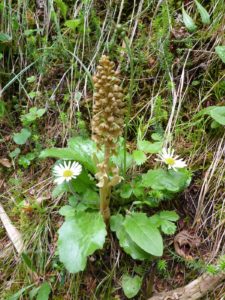 Vogel-Nestwurz - Neottia nidus-avis