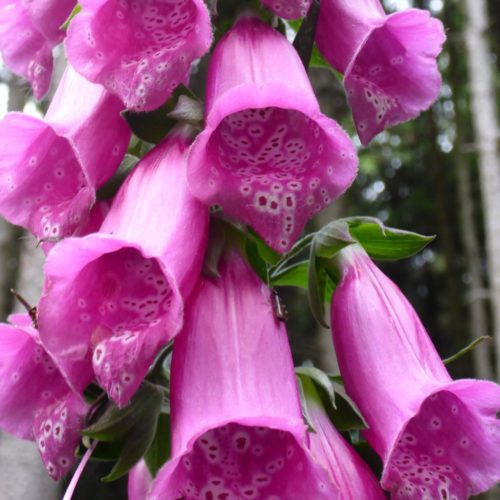 Rote Fingerhut (Digitalis purpurea)