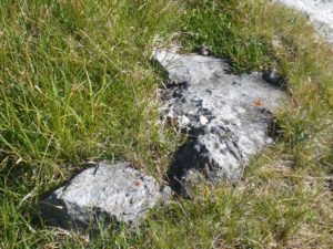 Zwei Alpen-Edelweiss (Leontopodium nivale)