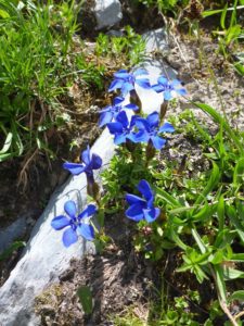 Frühlings-Enzian (Gentiana verna)