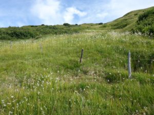 Wollgräser (Eriophorum)