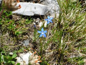 Frühlings-Enzian (Gentiana verna)