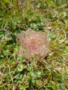 Berg-Nelkenwurz (Geum montanum)