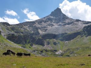 Ampervreil Alp (man beachte die Kühe)